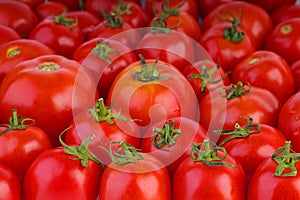 Many red ripe tomatoes