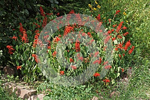 Many red salvia flowers among green vegetation on a flower bed