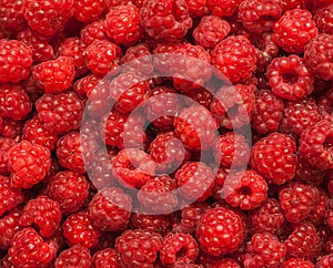 Many red succulent raspberries backgrounds