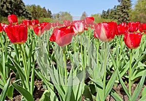 Many red tulips