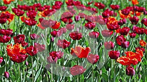 Many red tulips