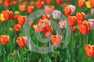 Many red tulips on flower bed