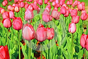 Many red tulips in a flower bed