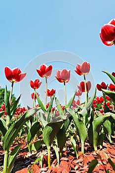 Many red tulips on flower field