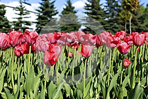 Many red tulips in a flowerbed