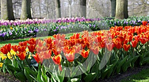 Many red tulips growing under the spring sunshine