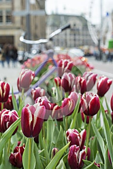 Many red tulips on the street in Amsterdam in the spring