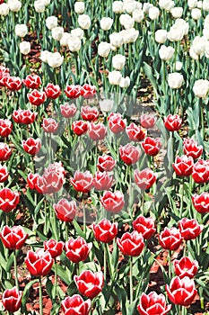 Many red and white decorative tulips