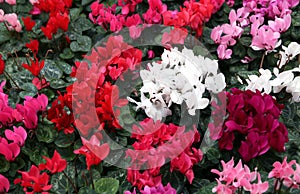 Many red white and pink cyclamen photo