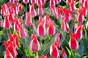 Many red-white tulips