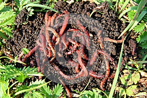 Many red worms in dirt