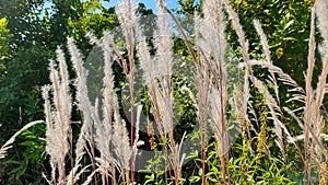Many reeds grow freely in tropical climates