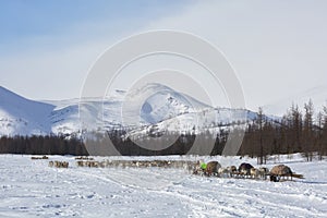 Many reindeer harnesses loaded with property