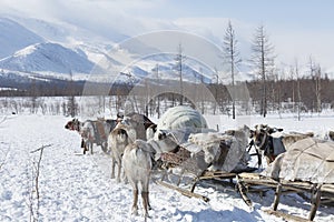 Many reindeer harnesses loaded with property are moving to a new camp site