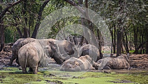 Many rhinoceros in the zoo