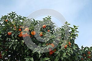Many ripe appetizing oranges grows on orange tree branches