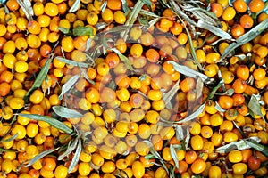 Many ripe berries of sea buckthorn as background top view closeup