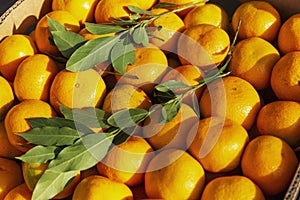Many ripe bright tangerines with leaves in a box on the market in the sunlight. Vitamins and health from nature. Close-up