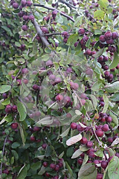 Ripe Crab Apples Hanging from a Branch