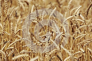 Ripe ears of wheat