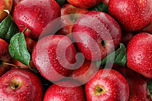 Many ripe juicy red apples covered with water drops