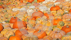 Many ripe large orange and red pumpkins on the field. Autumn pumpkin harvest