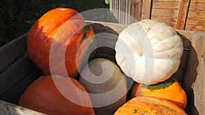 Many ripe large white and orange pumpkins in wooden boxes at the autumn market. Autumn pumpkin harvest