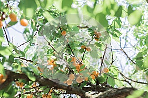 Many ripe orange apricots on tree with sunshine between branches