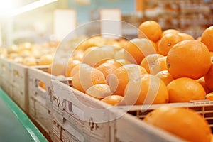 Many ripe oranges in plastic crates on market counter. Citrus fruit