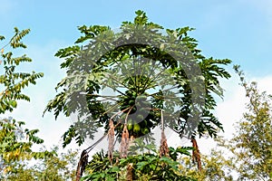 Many ripe papaya on the papaya tree.