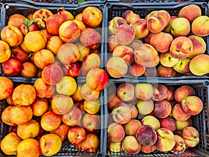 Many Ripe Peaches and Nectarines, Greek Street Market