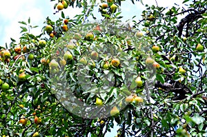 Many ripe pears hang from the tree.