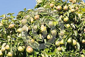 Many ripe pears at the tree