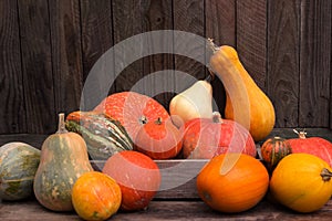 Many ripe pumpkins, orange autumn vegetables, wooden background. Autumn concept