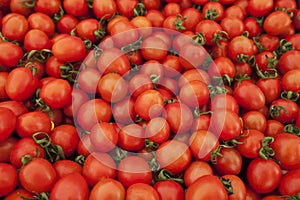 Many Ripe Red Tomatoes