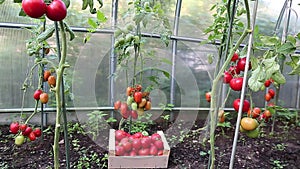 Many of ripe red tomatoes in a box