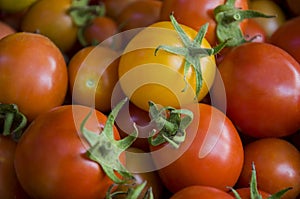 Many ripe red and yellow tomatoes on the wood table. Vegetables. Background