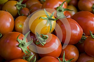 Many ripe red and yellow tomatoes on the wood table. Vegetables. Background