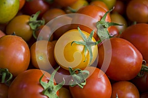 Many ripe red and yellow tomatoes on the wood table. Vegetables. Background