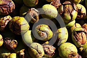 Many ripe walnuts with shells