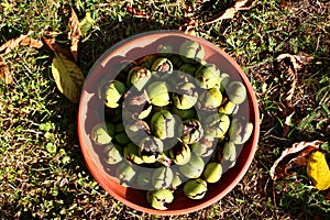 Many ripe walnuts with shells