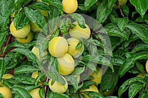 Many ripe yellow plums on a branch with green leaves