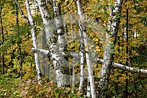 Many River birch trees with fall foliage in Michigan wood lands