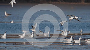 Many river gulls hunt fish in lakes, rivers, and canals. Seagulls fly over the water. Seagulls gracefully glide