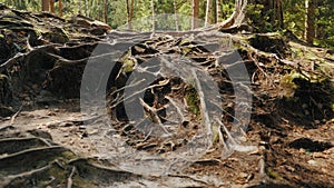 Many roots on the ground from an old pine tree in the forest