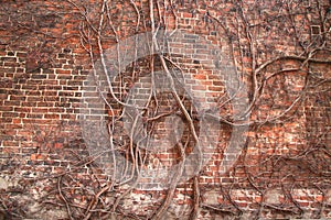 Many roots on old brick wall background