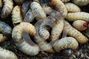 Many rosechafer larvas