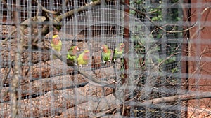 Many rosy-faced Lovebirds sitting on a tree branch in an aviary at the zoo. Rosy-faced lovebird Agapornis roseicollis