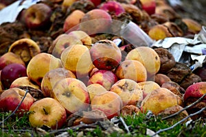 Many rotten apples on the ground