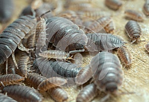 Many rough woodlouses, Porcellio scaber on wood